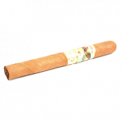  Paradiso - Elegancia Churchill (1 .)